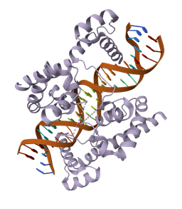 Protein to DNA converter