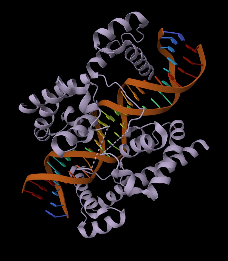 Protein to DNA converter