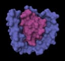 RFD4-Proteina icon