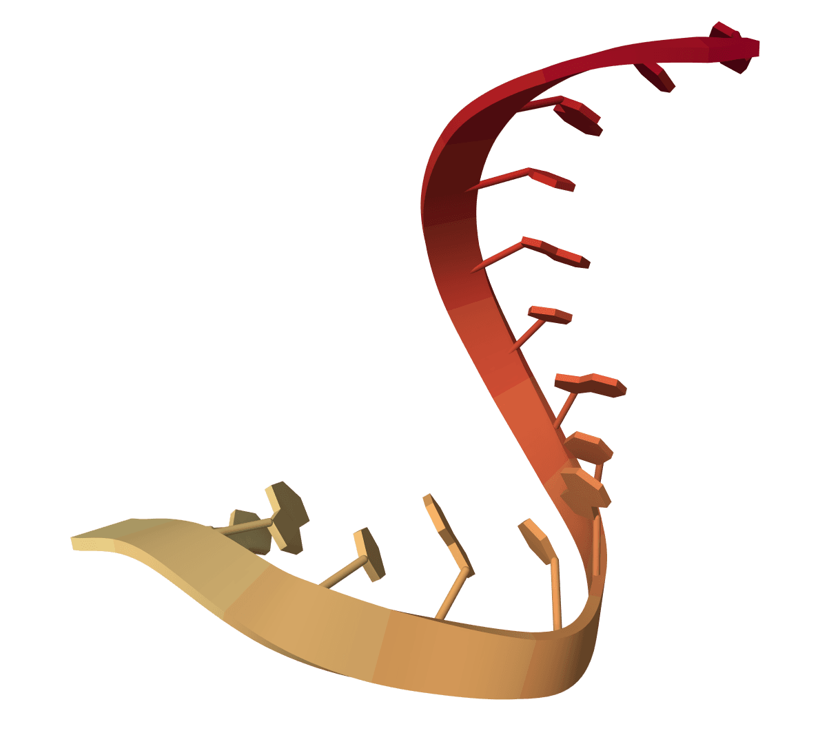 RNAcofold